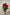 ROSE KENYA RED
