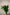 ROSE MENTA