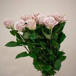 ROSE MENTA