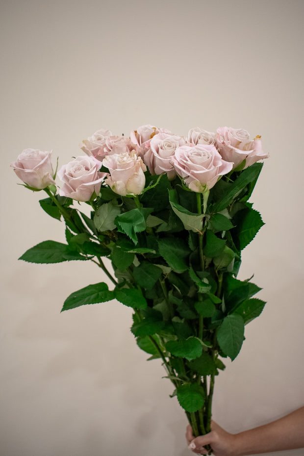 ROSE MENTA