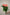 ROSE MISS PIGGY