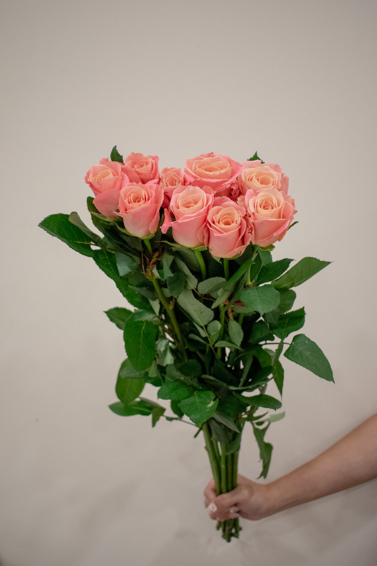 ROSE MISS PIGGY