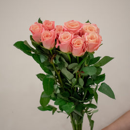 ROSE MISS PIGGY