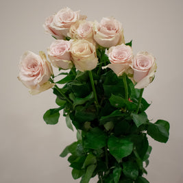 ROSE QUICKSAND
