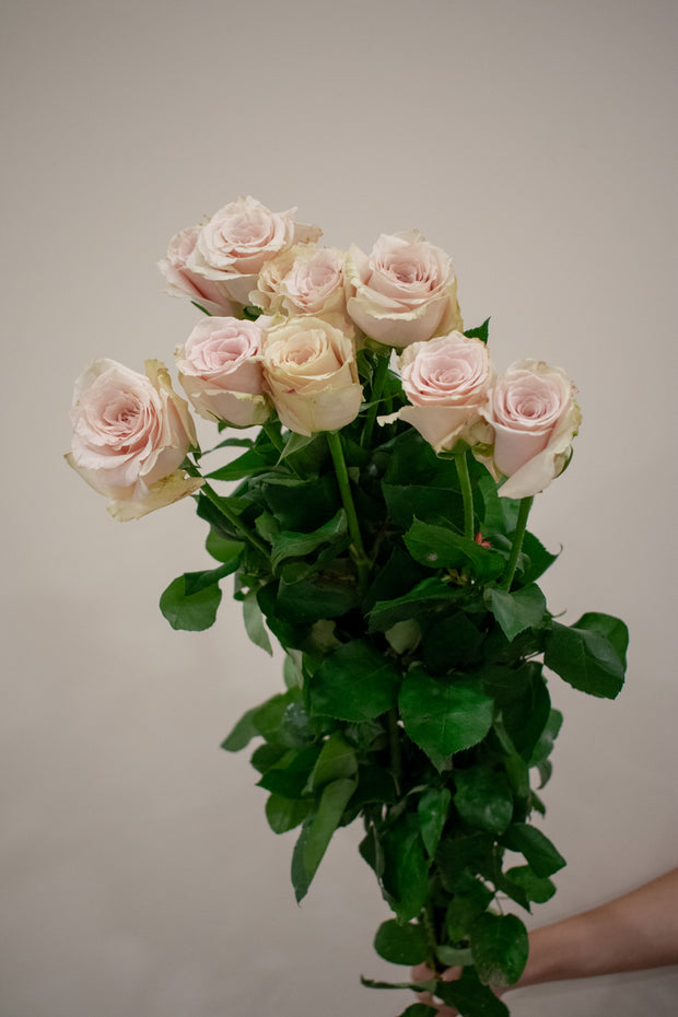 ROSE QUICKSAND