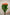 ROSE TWO TONED ORANGE