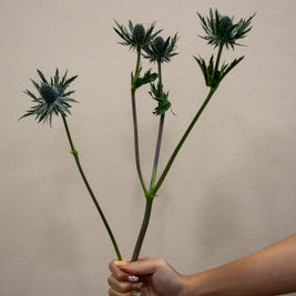 SEA HOLLY