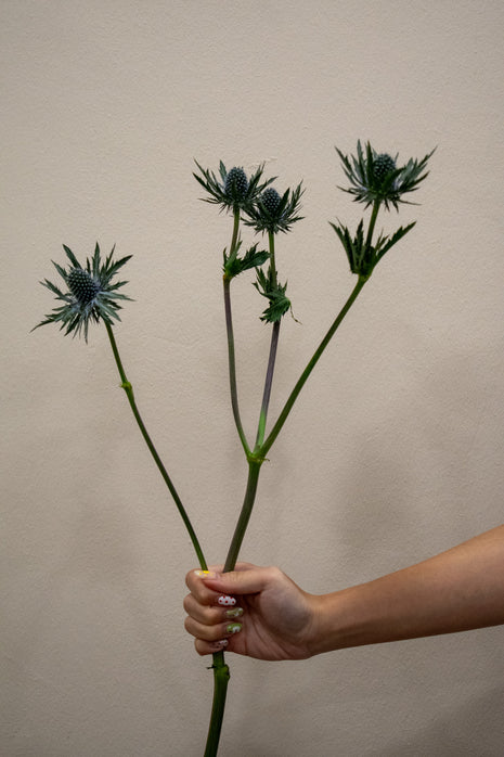 SEA HOLLY