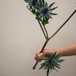 SEA HOLLY