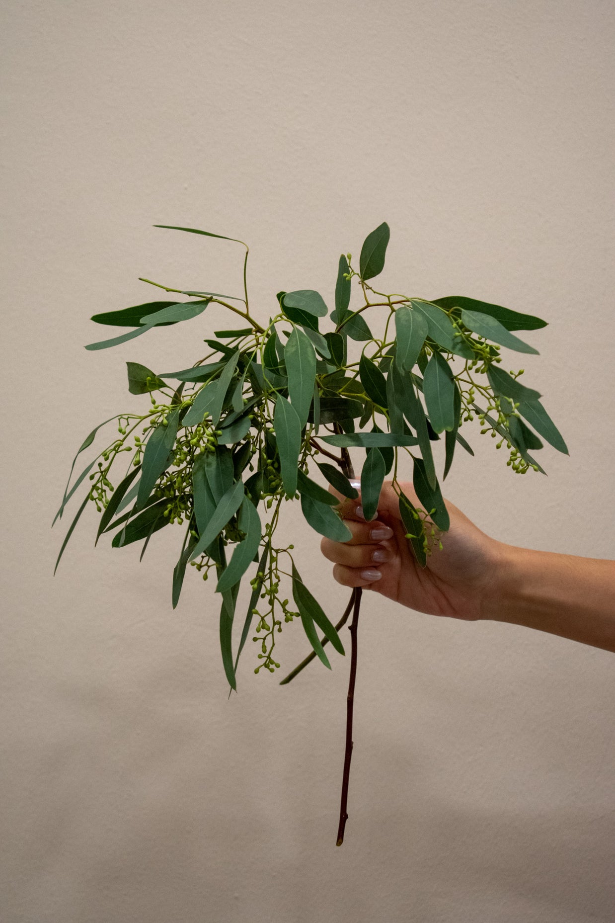 SEEDED EUCALYPTUS