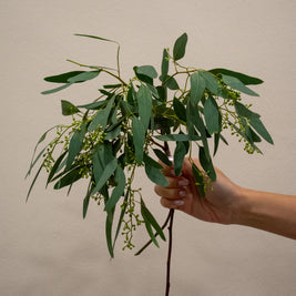 SEEDED EUCALYPTUS