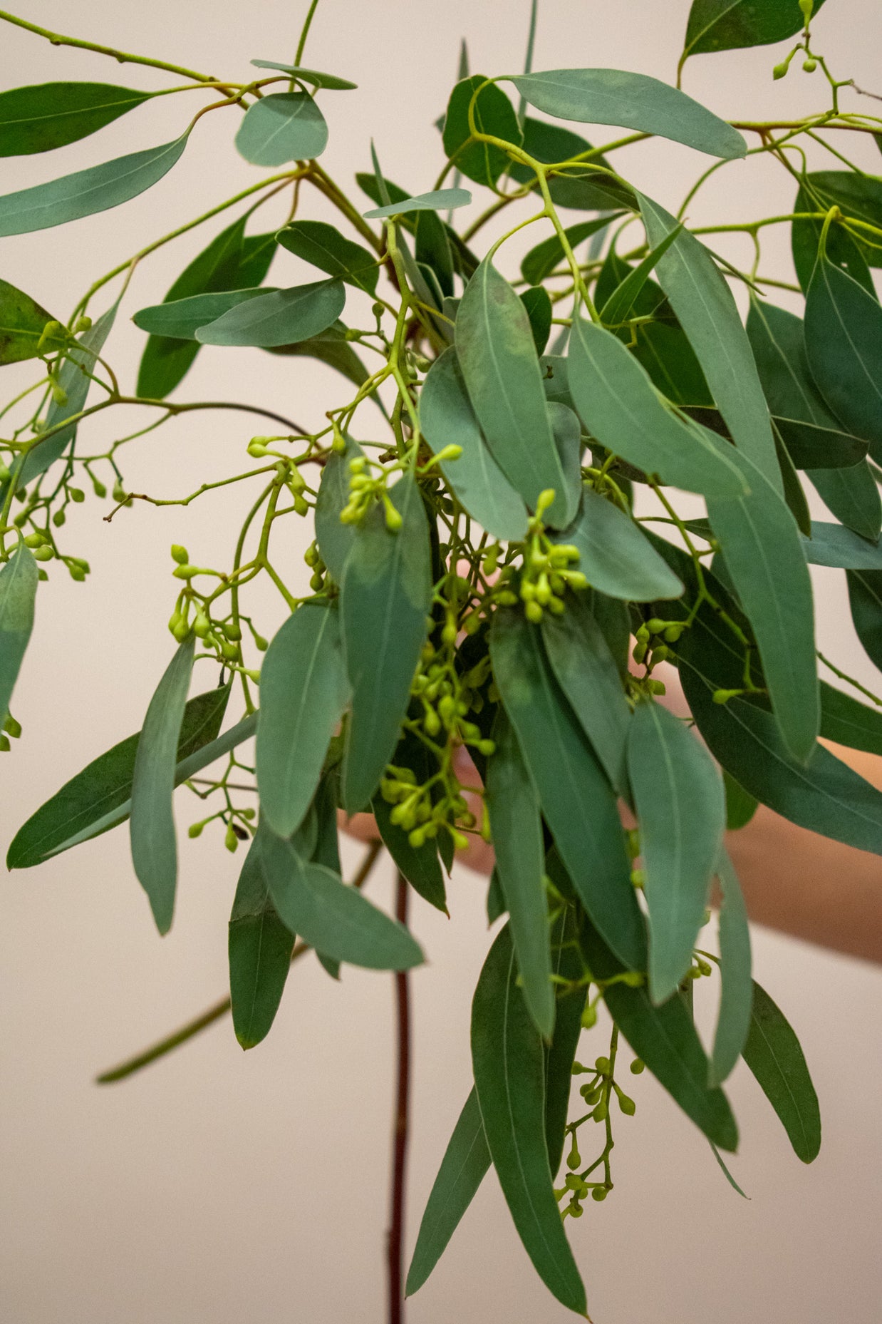 SEEDED EUCALYPTUS