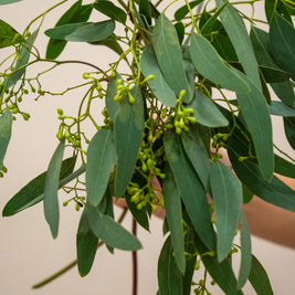 SEEDED EUCALYPTUS