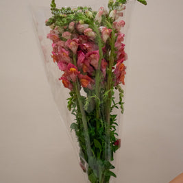 SNAPDRAGON ROSE ANTIQUE