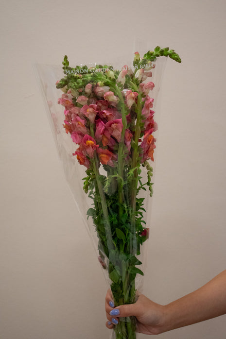 SNAPDRAGON ROSE ANTIQUE