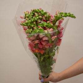 SNAPDRAGON ROSE ANTIQUE