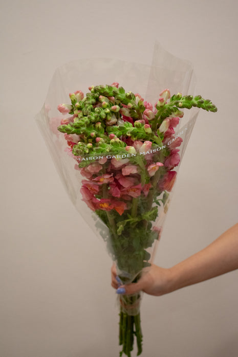 SNAPDRAGON ROSE ANTIQUE