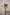 0 SPRAY ROSE BLUEBERRY
