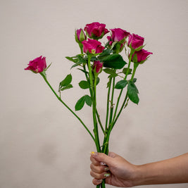 0 SPRAY ROSE BLUEBERRY