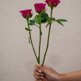 0 SPRAY ROSE BLUEBERRY
