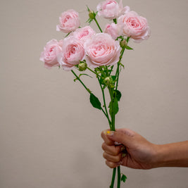 0 SPRAY ROSE FAIRY TALE KISS