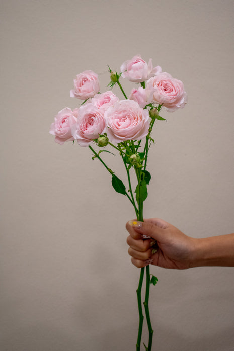 0 SPRAY ROSE FAIRY TALE KISS