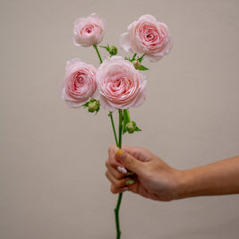0 SPRAY ROSE FAIRY TALE KISS