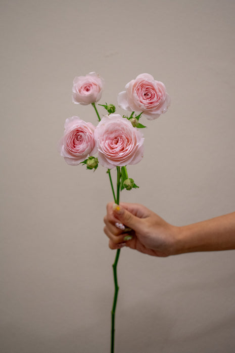0 SPRAY ROSE FAIRY TALE KISS
