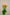 SPRAY ROSE FLAME