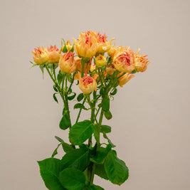 SPRAY ROSE FLAME