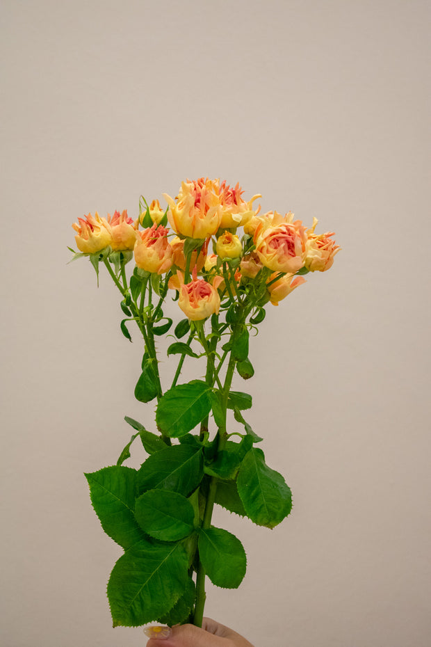 SPRAY ROSE FLAME