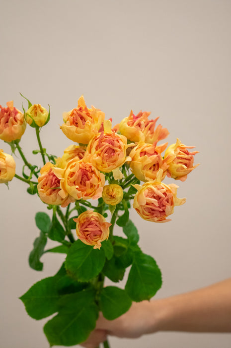 SPRAY ROSE FLAME