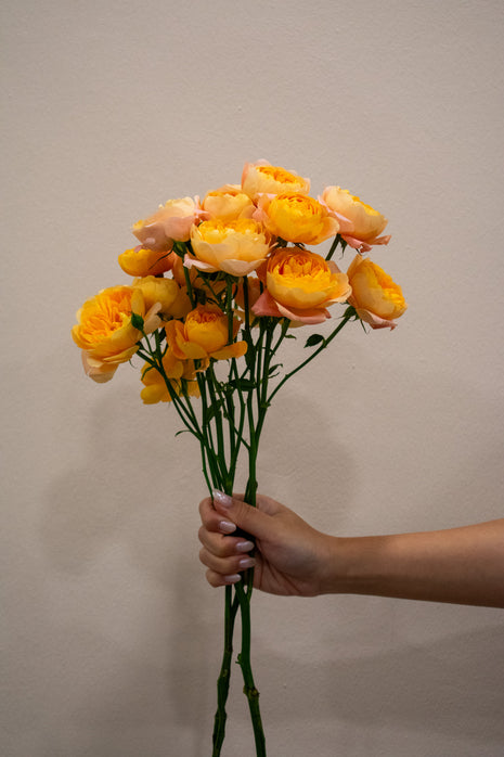 SPRAY ROSE JUICE TERRACE