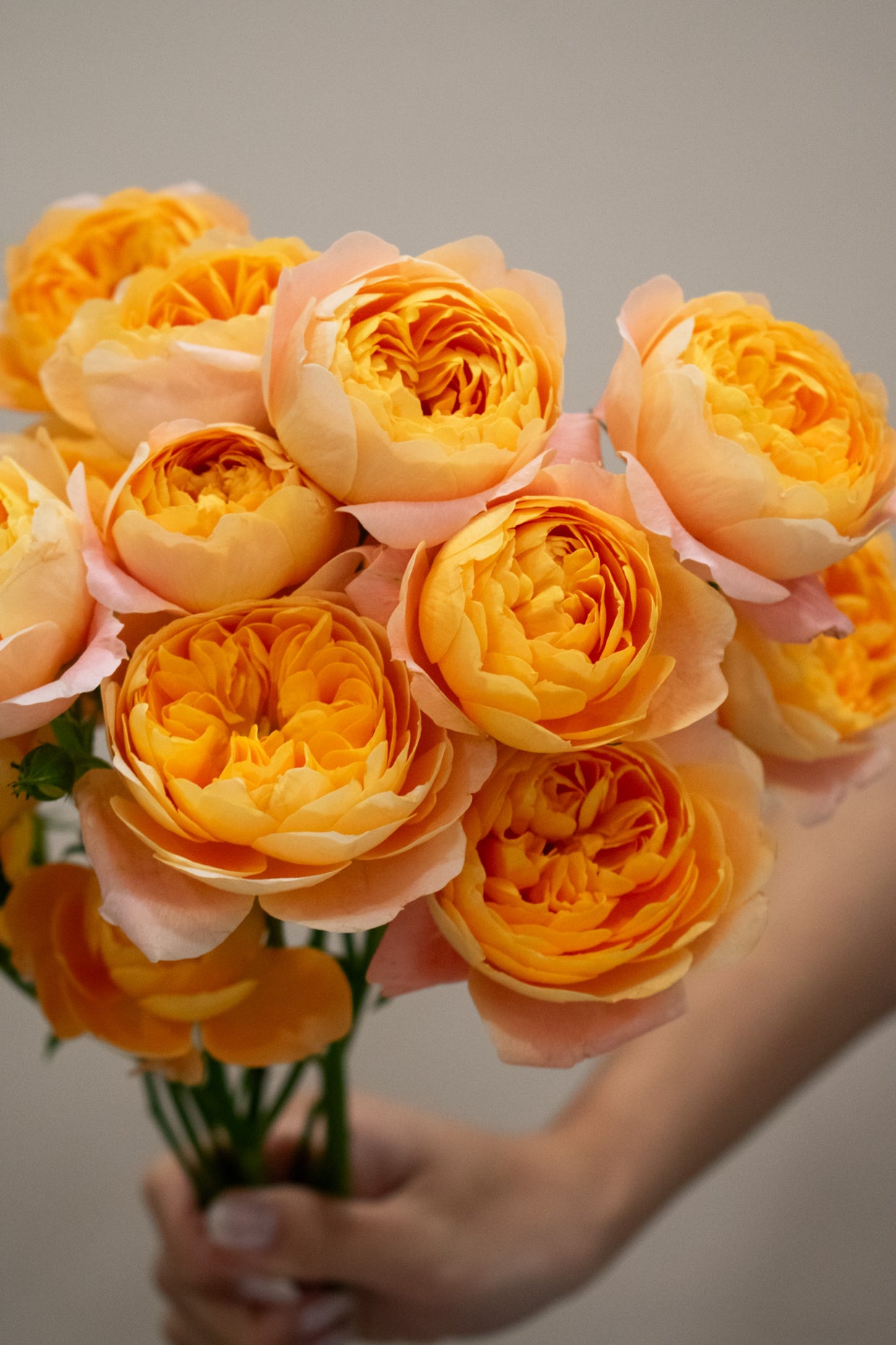 SPRAY ROSE JUICE TERRACE