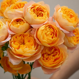 SPRAY ROSE JUICE TERRACE