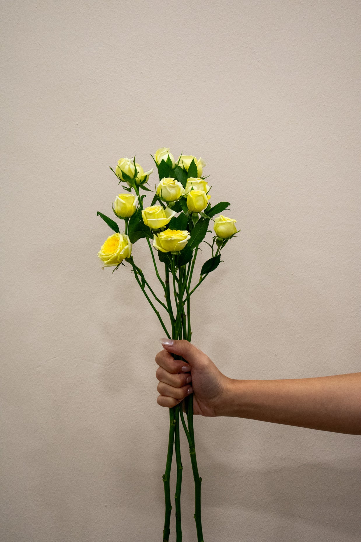 SPRAY ROSE LIGHT YELLOW
