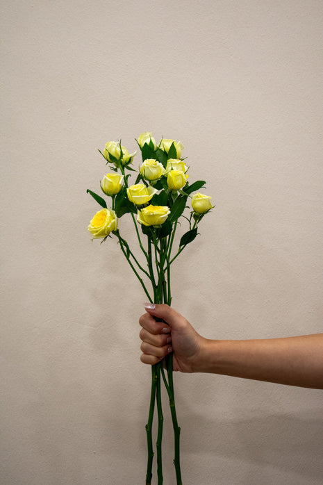 SPRAY ROSE LIGHT YELLOW