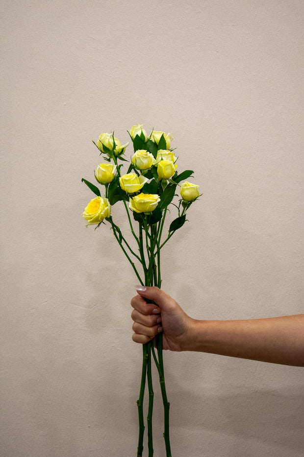 SPRAY ROSE LIGHT YELLOW
