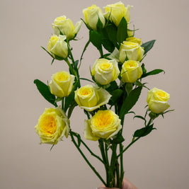 SPRAY ROSE LIGHT YELLOW