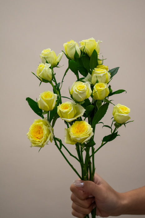SPRAY ROSE LIGHT YELLOW