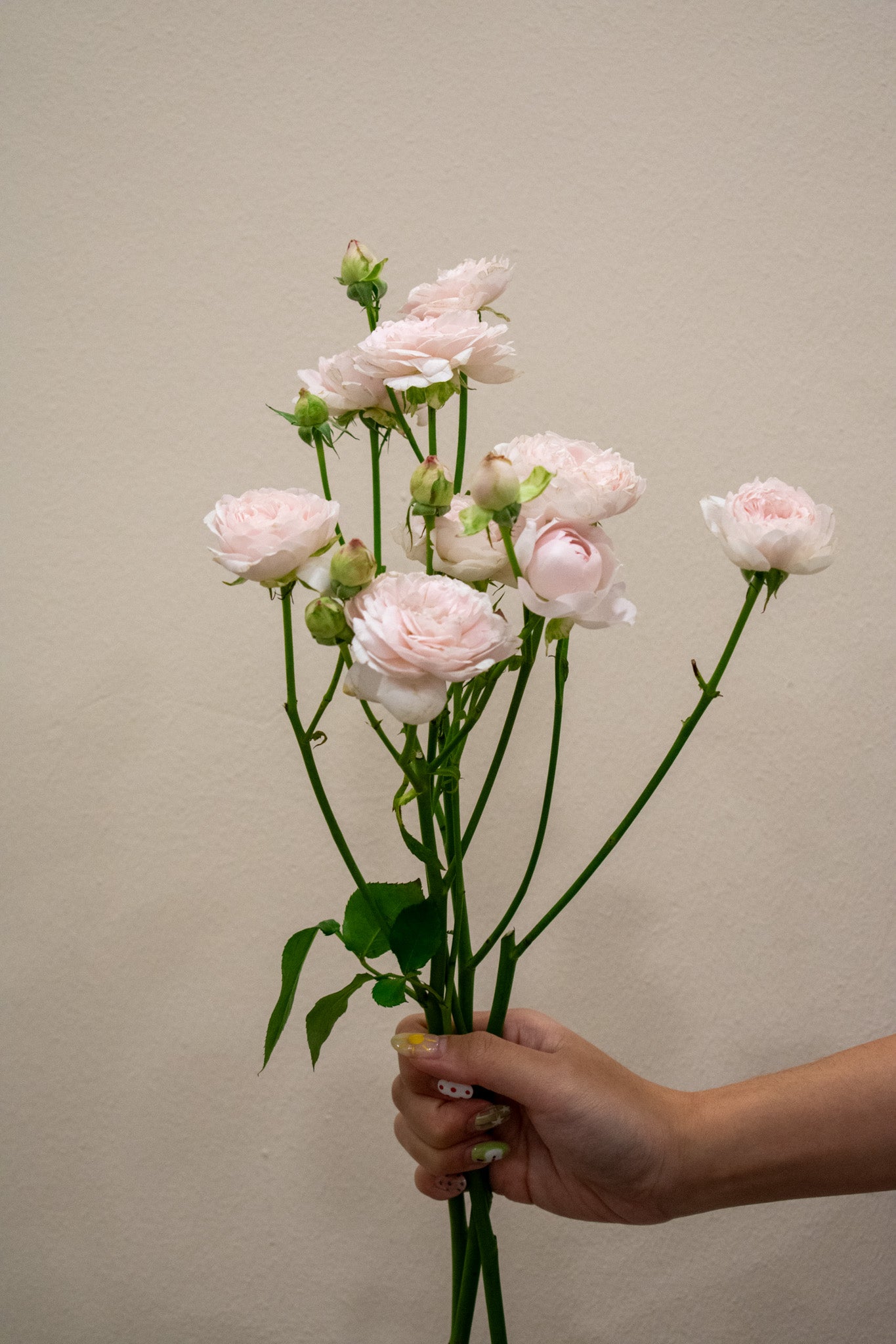 SPRAY ROSE PINK – Maison Garden
