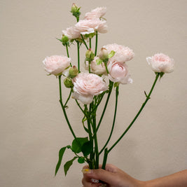 SPRAY ROSE PINK