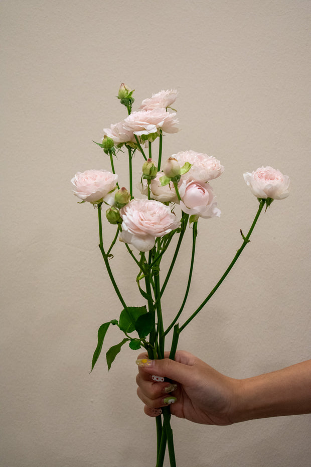 SPRAY ROSE PINK