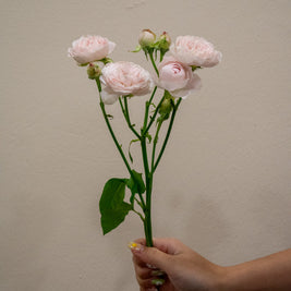 SPRAY ROSE PINK