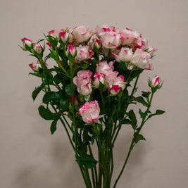 SPRAY ROSE REFLEX