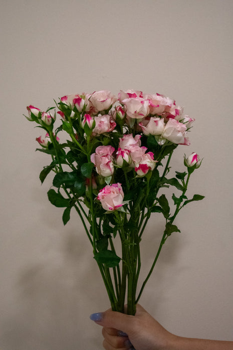 SPRAY ROSE REFLEX