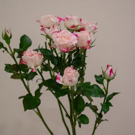 SPRAY ROSE REFLEX