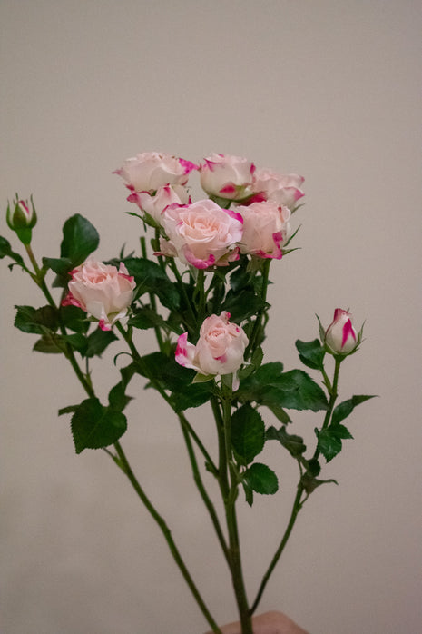 SPRAY ROSE REFLEX