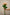 SPRAY ROSE SAHARA SENSATION