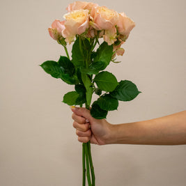 SPRAY ROSE SAHARA SENSATION